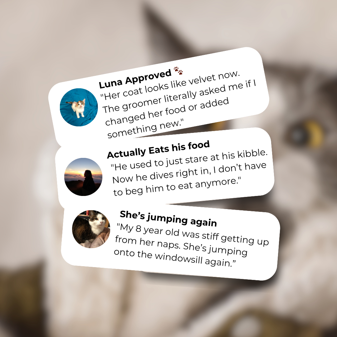 Pure Omega 3 Salmon Oil (For Cats)